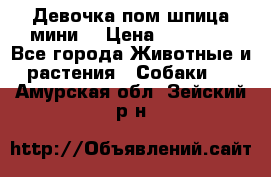 Девочка пом шпица мини  › Цена ­ 30 000 - Все города Животные и растения » Собаки   . Амурская обл.,Зейский р-н